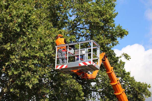 Best Storm Damage Tree Cleanup  in Yates Center, KS