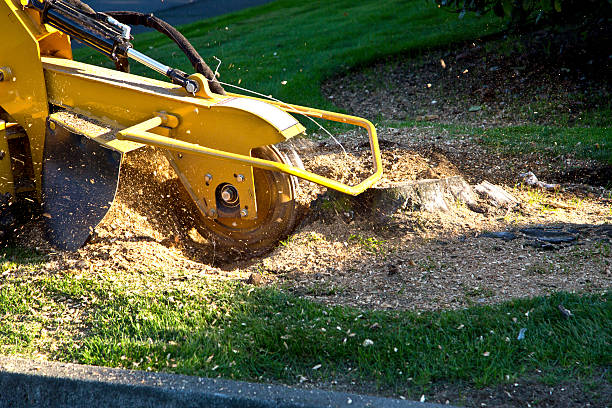 How Our Tree Care Process Works  in  Yates Center, KS