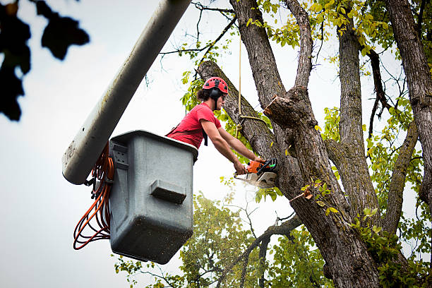 Best Tree Trimming and Pruning  in Yates Center, KS